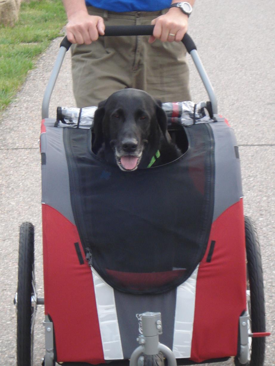 doggyride novel stroller