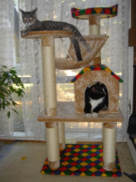 Cat Condo with our 2 Cats
