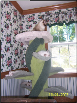 Cats Enjoying the Beanstalk Cat Tree