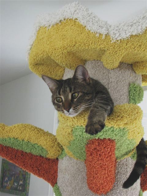 custom build to order cat tree