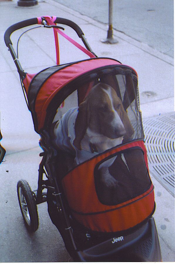 Jesse Basset Hound in Jogging Stroller