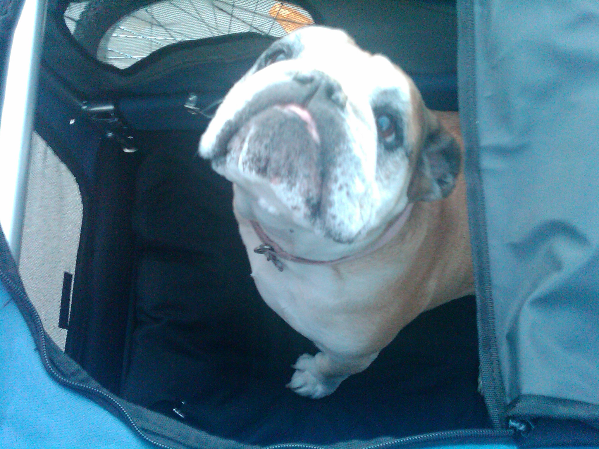 Lola in the Hound About