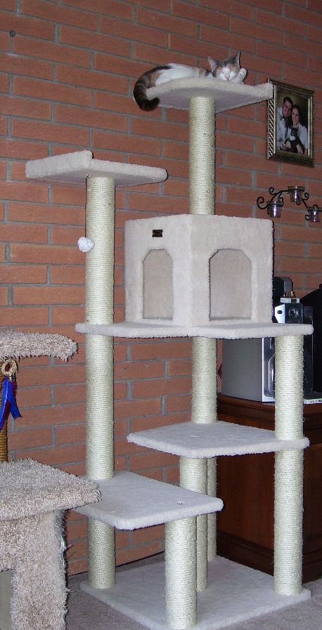 Cat Condo with Lulu, the Cat