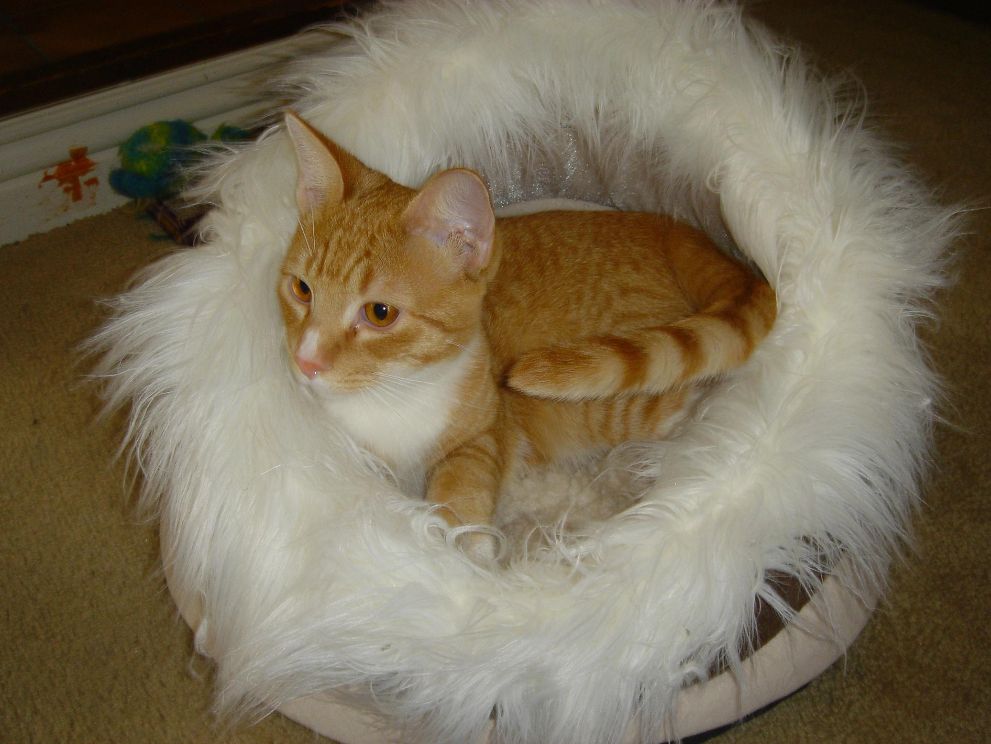 cat bed cave,comfy,fluffy nap bed