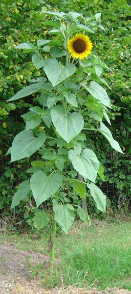 Inspiration for sunflower cat tree