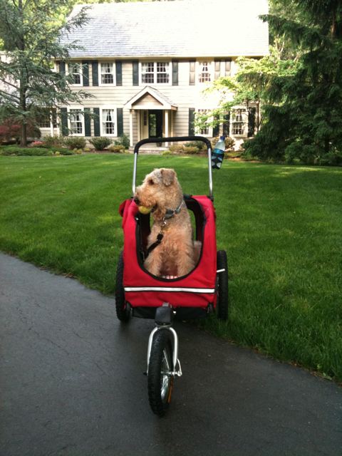 Hound about dog stroller for jogging